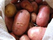 Картофель (Паслен клубненосный) 