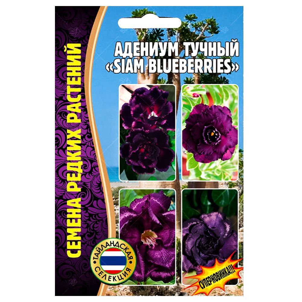    Siam Blueberries      -     -,    