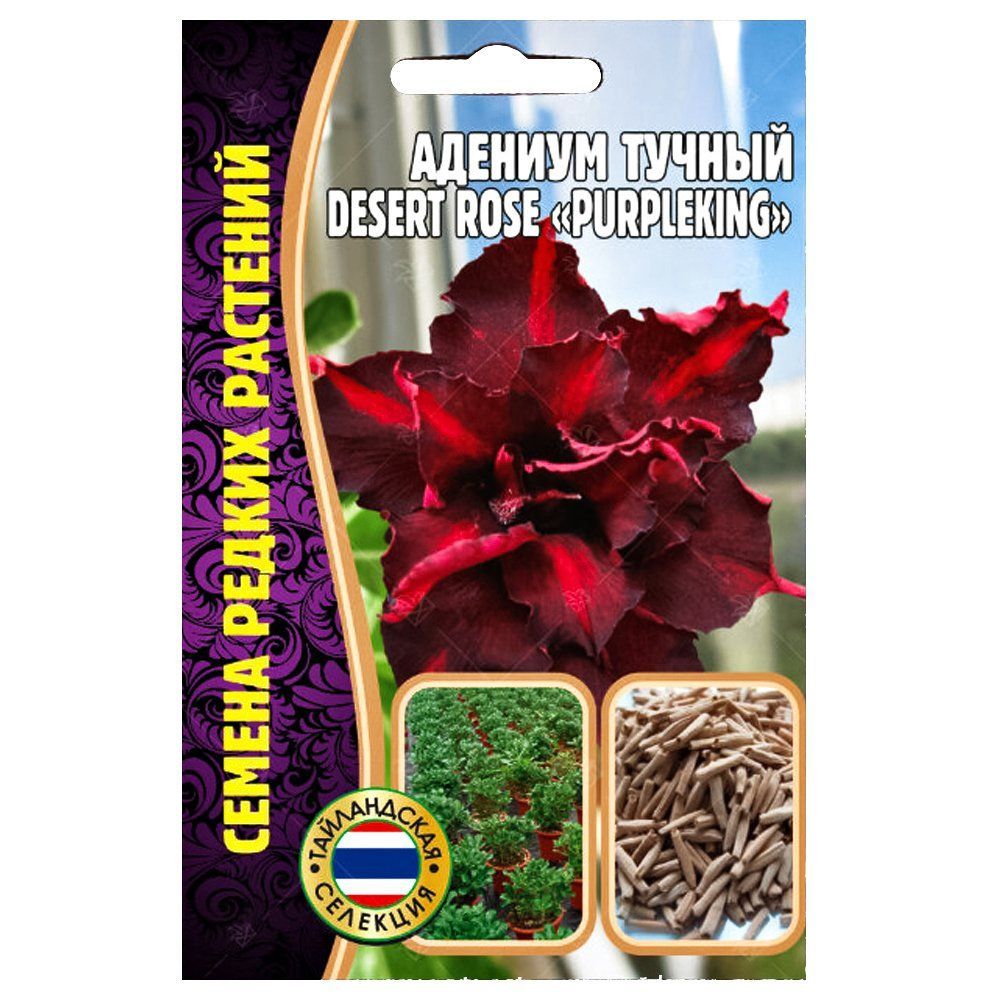    Desert Rose Purple King      -     -,    