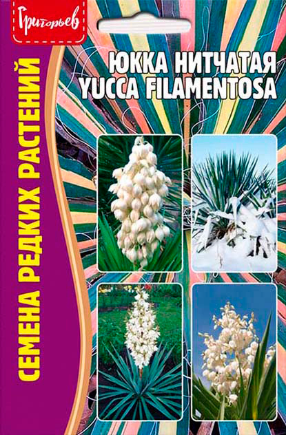       (Yucca filamentosa), 15 .       -     -,    