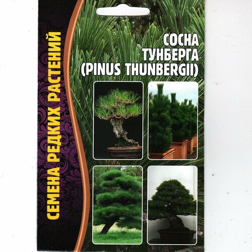     /pinus thunbergii, ,   ( 1  : 10  )   -     -,    