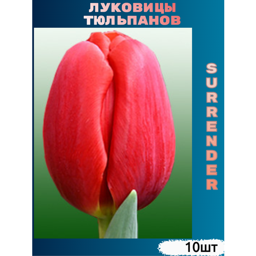     Surrender ( 10 )   -     -,    