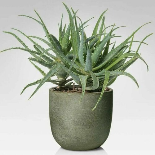  , Aloe rborescens, , ,  