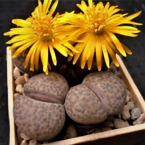      Lithops fulviceps mix 10 .   -     -,    