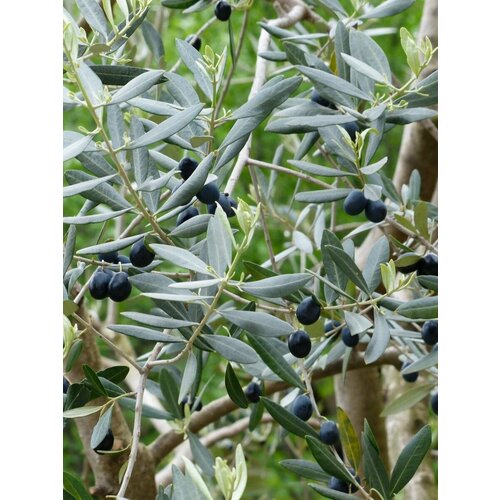      (Olea europaea), 5    -     -,    