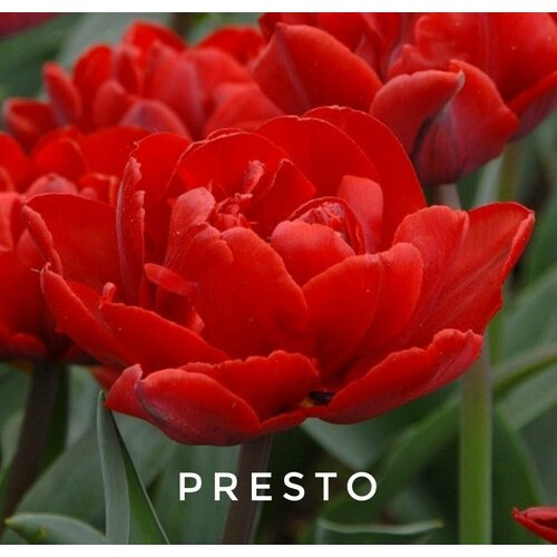     ,   PRESTO ( 8 )   -     -,    