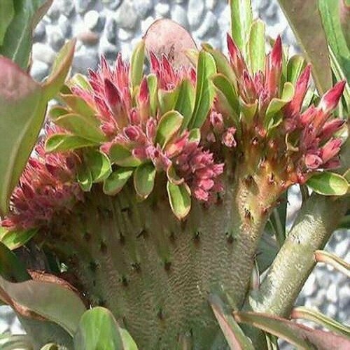   , Adenium Obesum Desert Rose Red Flabellate,  ,    -     -,    