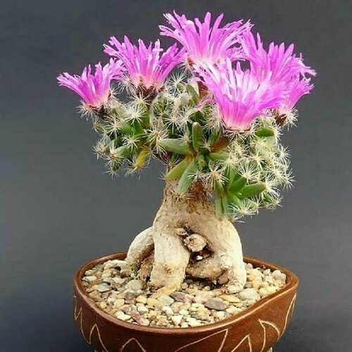    , Trichodiadema Densum, ,    -     -,    