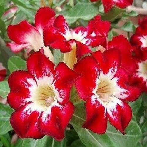   , Adenium Obesum Desert Rose Flame of Love,  ,    -     -,    