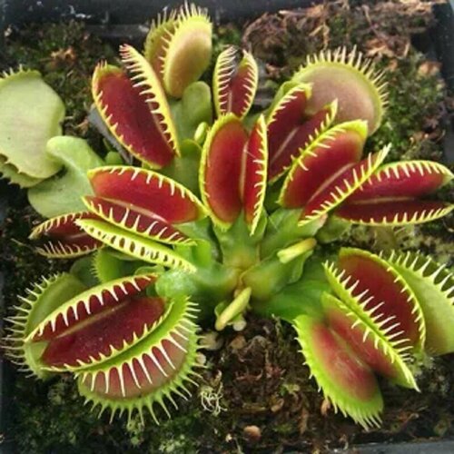    5 , Dionaea muscipula,  ,   ,  