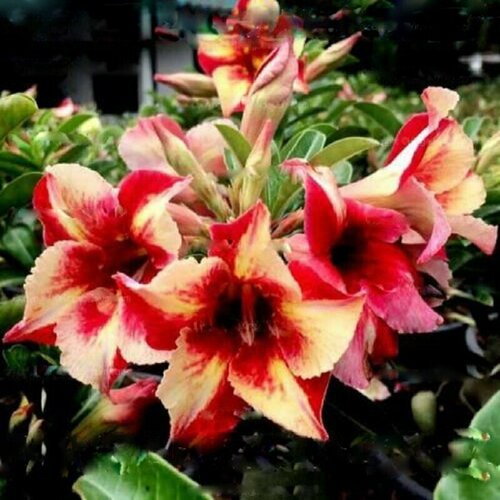   , Adenium Obesum Desert Rose KING FRAGRANT STAR, ,    -     -,    