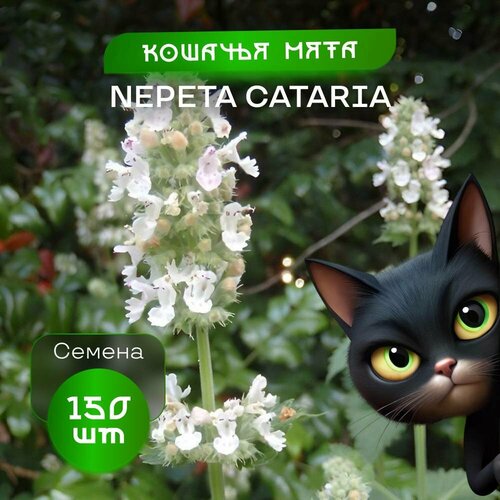     , 150 ,  Nepeta   -     -,    