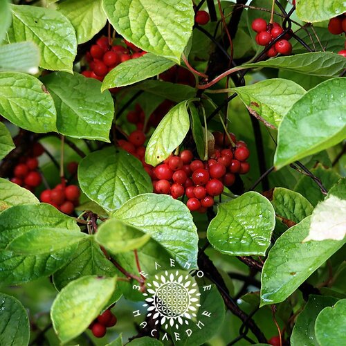    -   -  (. Schisandra chinensis) 20,  