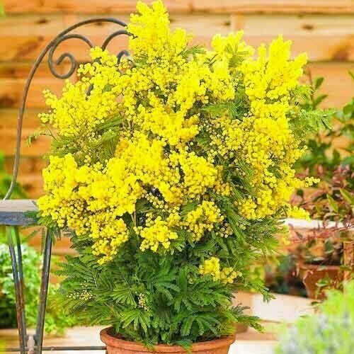      () Acacia dealbata (20 )   -     -,    