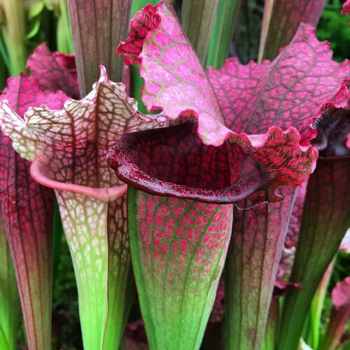   3,   (Sarracenia),  