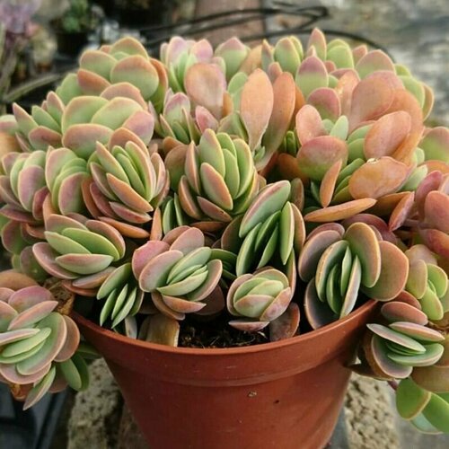    , Kalanchoe Rotundifolia,    -     -,    