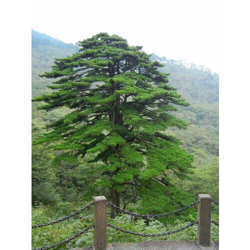    (Pinus hwangshanensis), 10 ,  