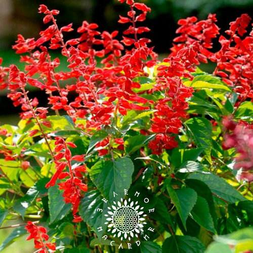    -   (. Salvia splendens) 50  Green Legacy,  