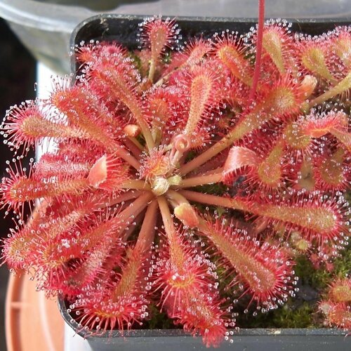     , Drosera Spatulata var. Lovelle 10+ ,  ,     -     -,    