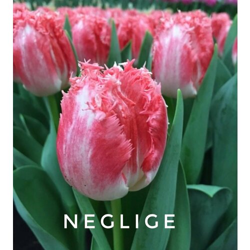     ,   NEGLIGE - (5 )   -     -,    