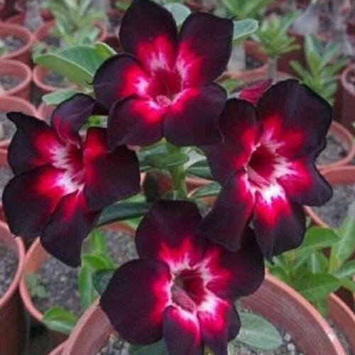   , Adenium Obesum Desert Rose Black Independent,  ,    -     -,    