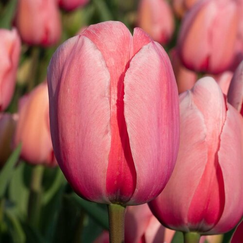      (3 ) Holland Bulbs ()   -     -,    