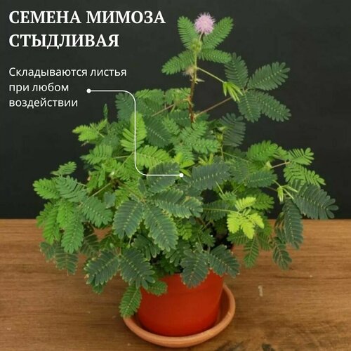      (Mimosa pudica) 5 .     -     -,    