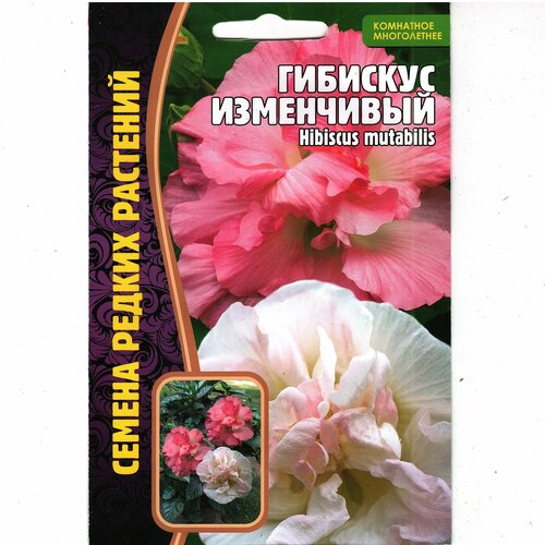    / Hibiscus mutabilis,   ( 1: 10  )   -     -,    