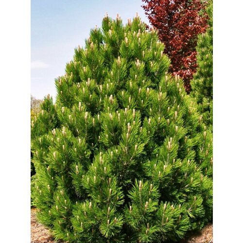    (Pinus heldreichii), 10 ,  