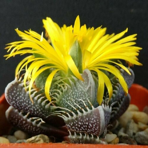     , Faucaria Tigrina, ,  ,    -     -,    