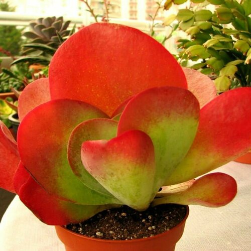    , Kalanchoe Luciae,    -     -,    