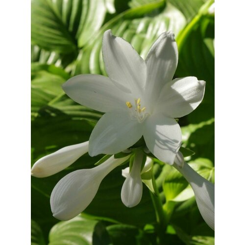    (Hosta plantaginea), 15 ,  