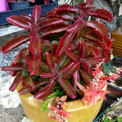    , Kalanchoe Sexangularis,    -     -,    