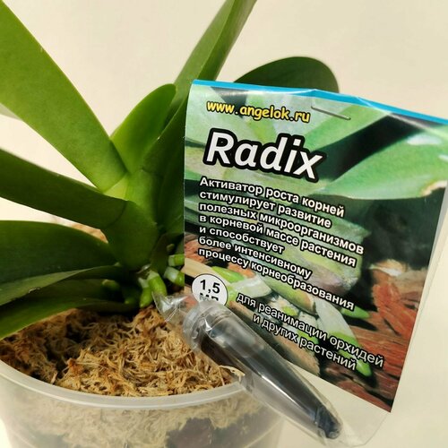         (Radix) 1,5     -     -,    