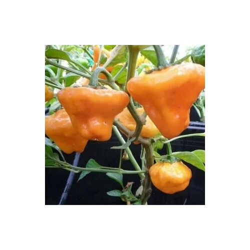    Jamaican Orange Hot, 5  + ,  