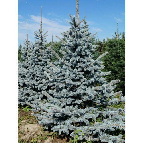       (Picea pungens Hoopsii), 15    -     -,    