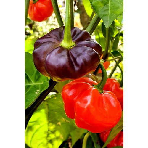          (Aji Cachucha Purple Splothed) / Seeds And Goods /   zip-lock   10    -     -,    