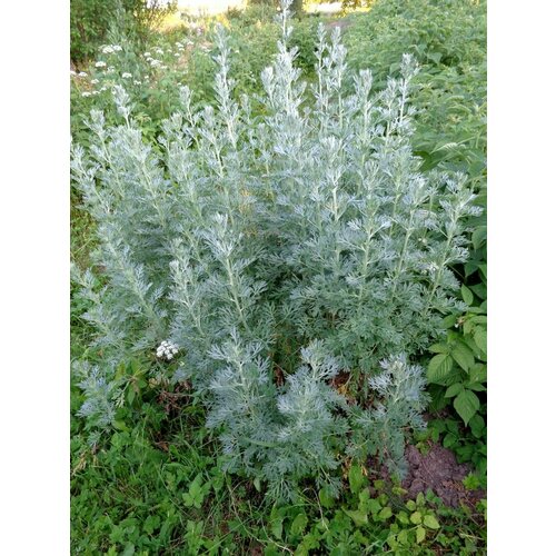    (Artemisia absinthium), 100 ,  