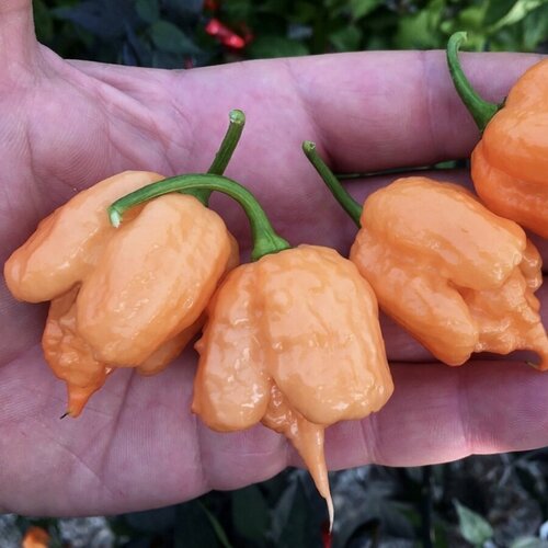       Carolina Reaper Peach,    5 .   -     -,    