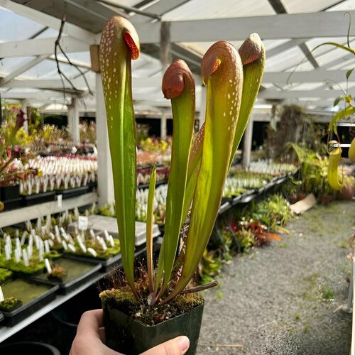     , Sarracenia inor var. kefenokeensis,  ,     -     -,    