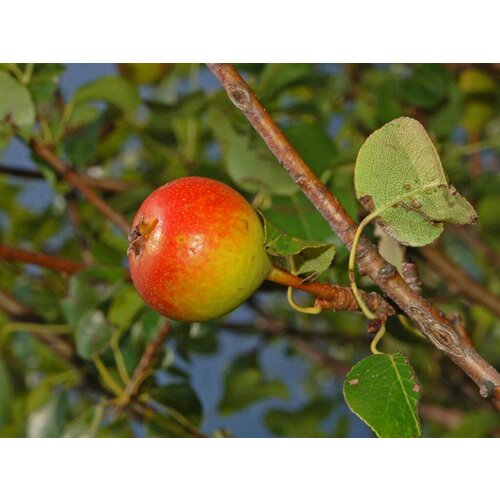     (. Pyrus pyraster) 20   -     -,    