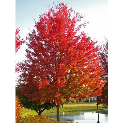      () / Acer saccharinum, 10    -     -,    