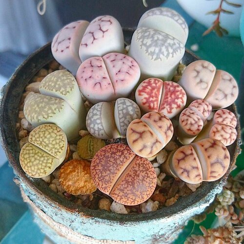   , ,  15. (Lithops),  