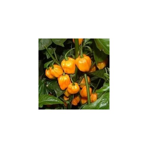    Scotch Bonnet yellow, 5  + ,  