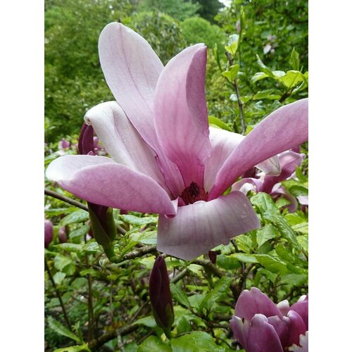      (Magnolia liliiflora), 5    -     -,    