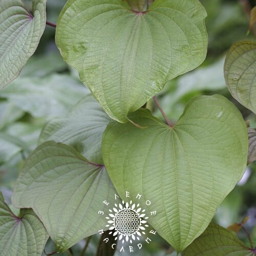    -   (. Dioscorea communis) 10,  