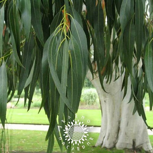     (. Eucalyptus tereticornis) 500,  