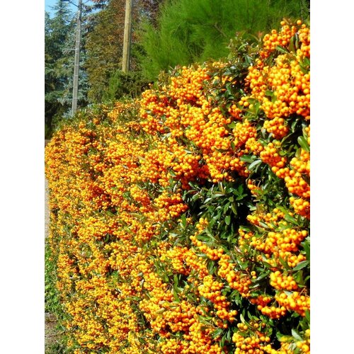     (Pyracantha coccinea), 15 ,  