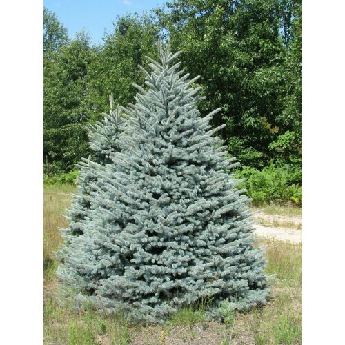       (Picea pungens glauca kaibab), 20    -     -,    