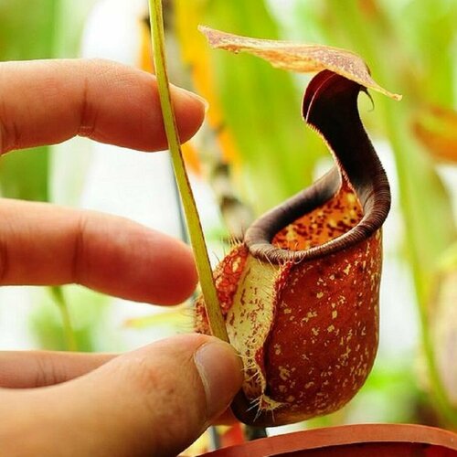    , Nepenthes Rafflesiana,  ,    -     -,    